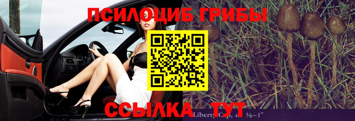 Галлюциногенные грибы Psilocybe Славгород